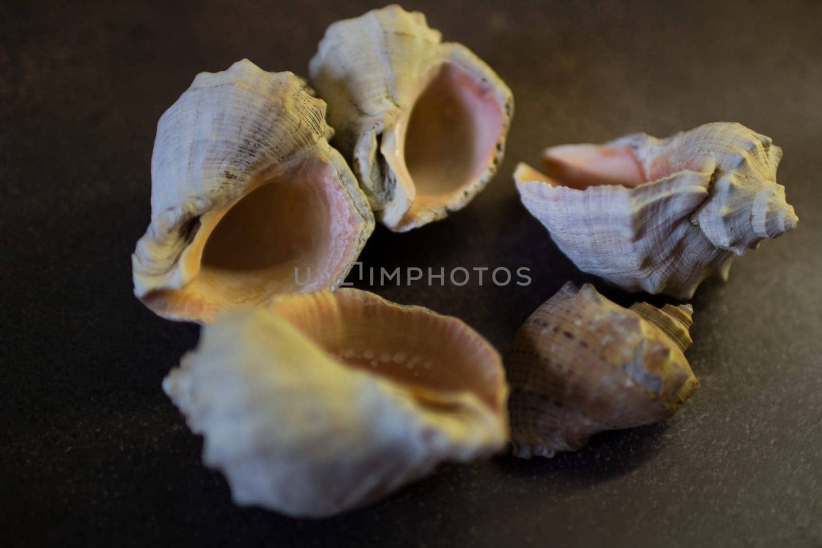 Shells of the Black Sea rapan on a black background. High quality photo