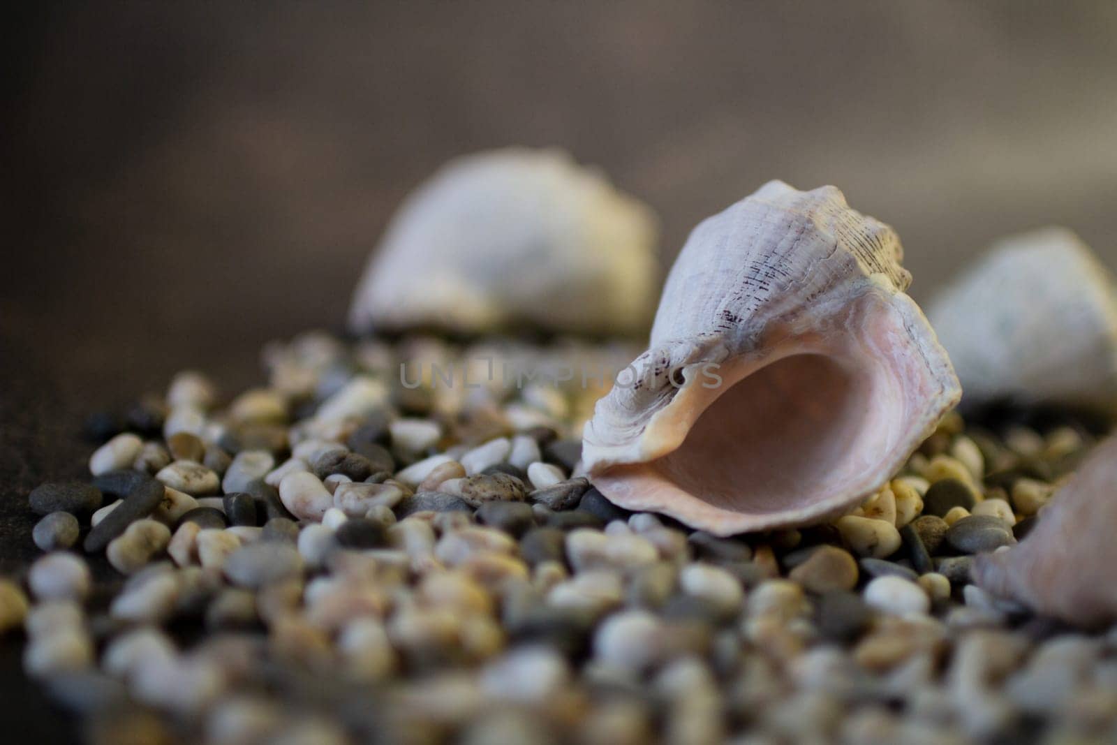Black Sea rapan shells on pebbles by VeronikaAngo