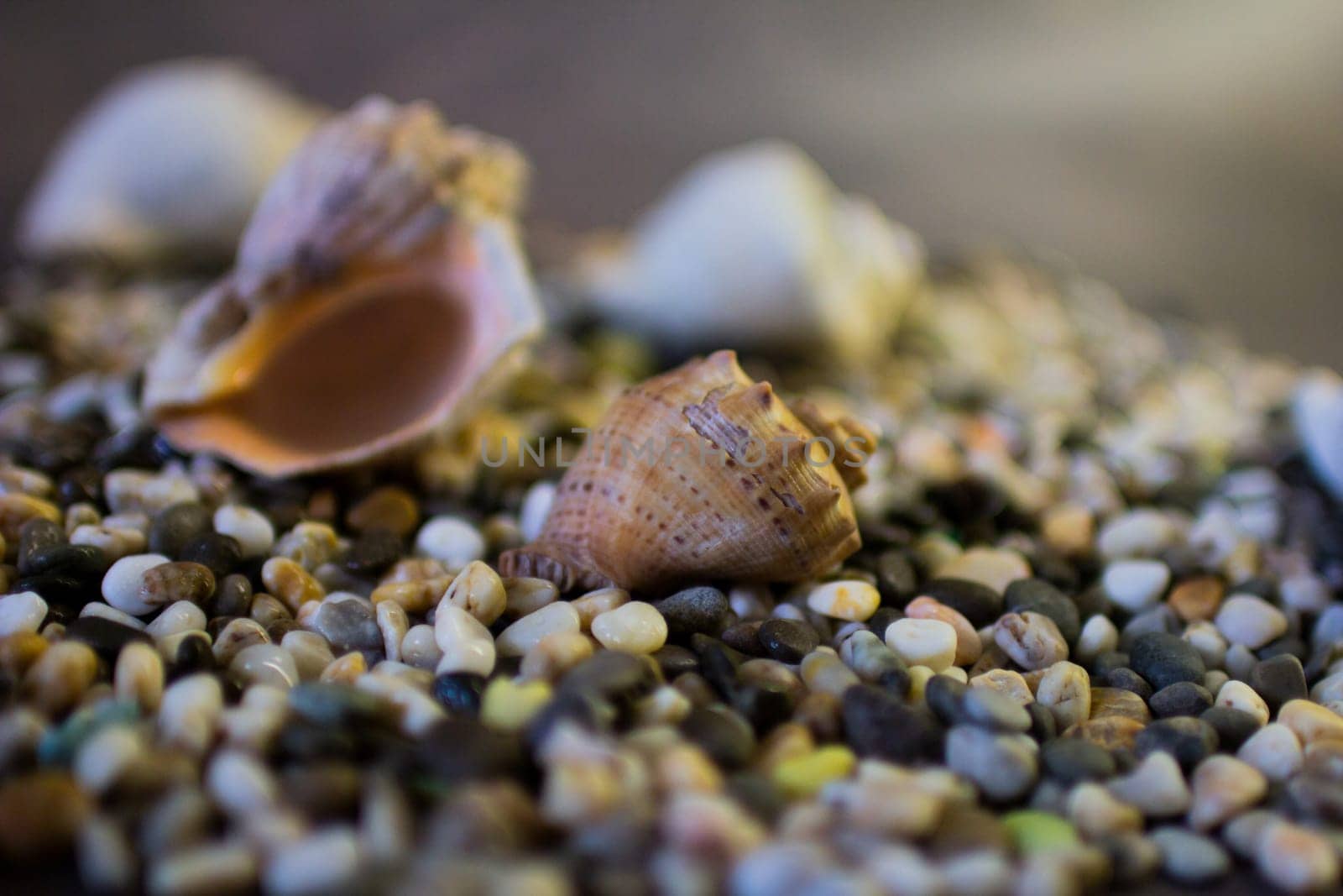 Black Sea rapan shells on pebbles. Shells on the beach. High quality photo