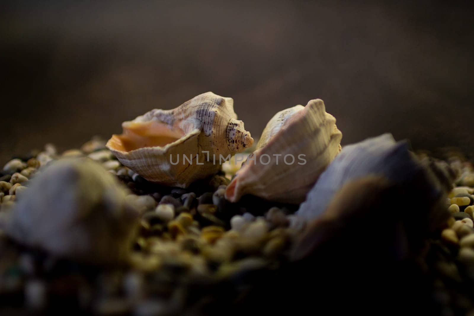Black Sea rapan shells on pebbles by VeronikaAngo
