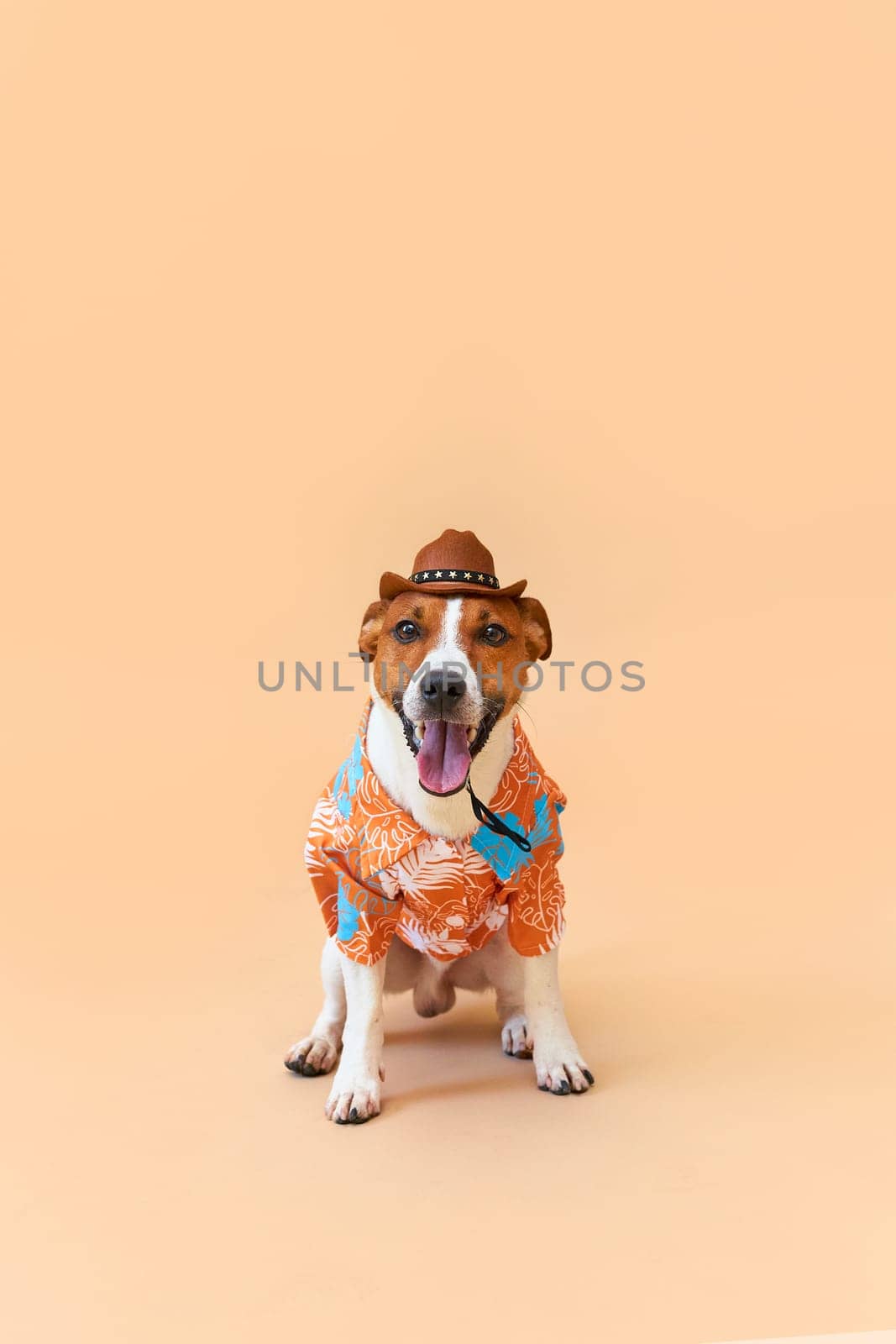 Cute and funny dog of the Jack Russell terrier breed in a cowboy hat and Hawaiian shirt on a sand-colored background. Travel preparation and planning. Close-up, indoors. Studio shot. Concept of recreation, travel and tourism. Pets care