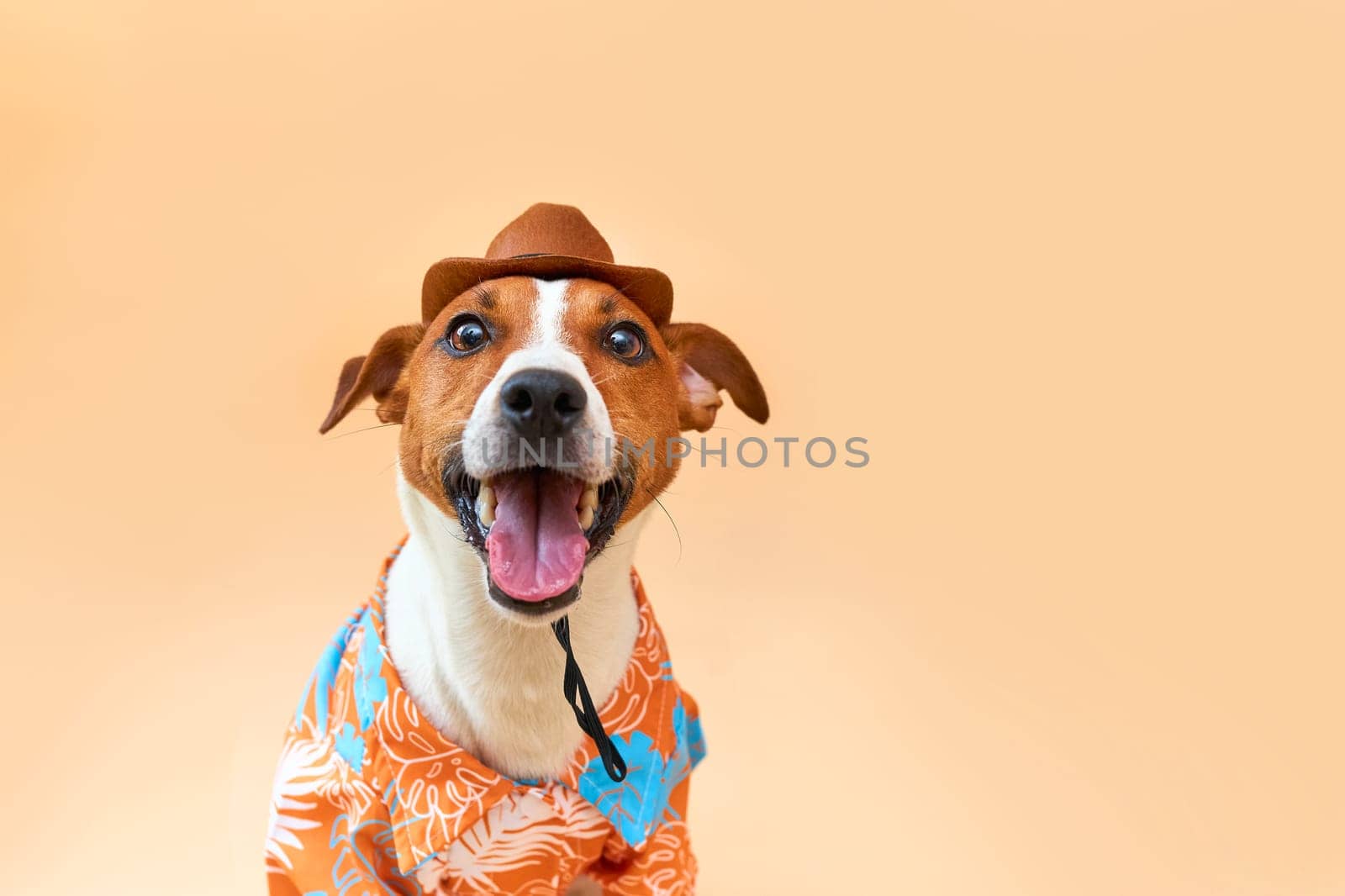 Cute and funny dog of the Jack Russell terrier breed in a cowboy hat and Hawaiian shirt on a sand-colored background. Travel preparation and planning. Close-up, indoors. Studio shot. Concept of recreation, travel and tourism. Pets care