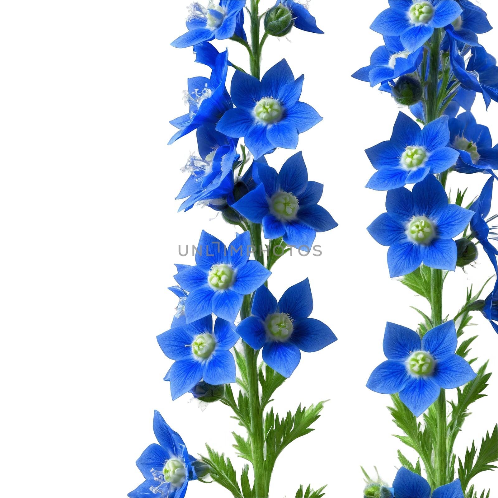 Blue delphinium tall spikes of small flowers with spurred petals white center Delphinium grandiflorum by Matiunina