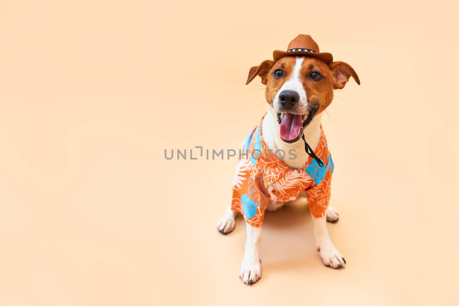 Cute and funny dog of the Jack Russell terrier breed in a cowboy hat and Hawaiian shirt on a sand-colored background. Travel preparation and planning. Close-up, indoors. Studio shot. Concept of recreation, travel and tourism. Pets care