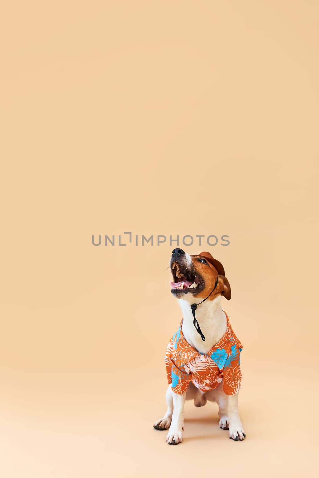 Cute and funny dog of the Jack Russell terrier breed in a cowboy hat and Hawaiian shirt on a sand-colored background. Travel preparation and planning. Close-up, indoors. Studio shot. Concept of recreation, travel and tourism. Pets care