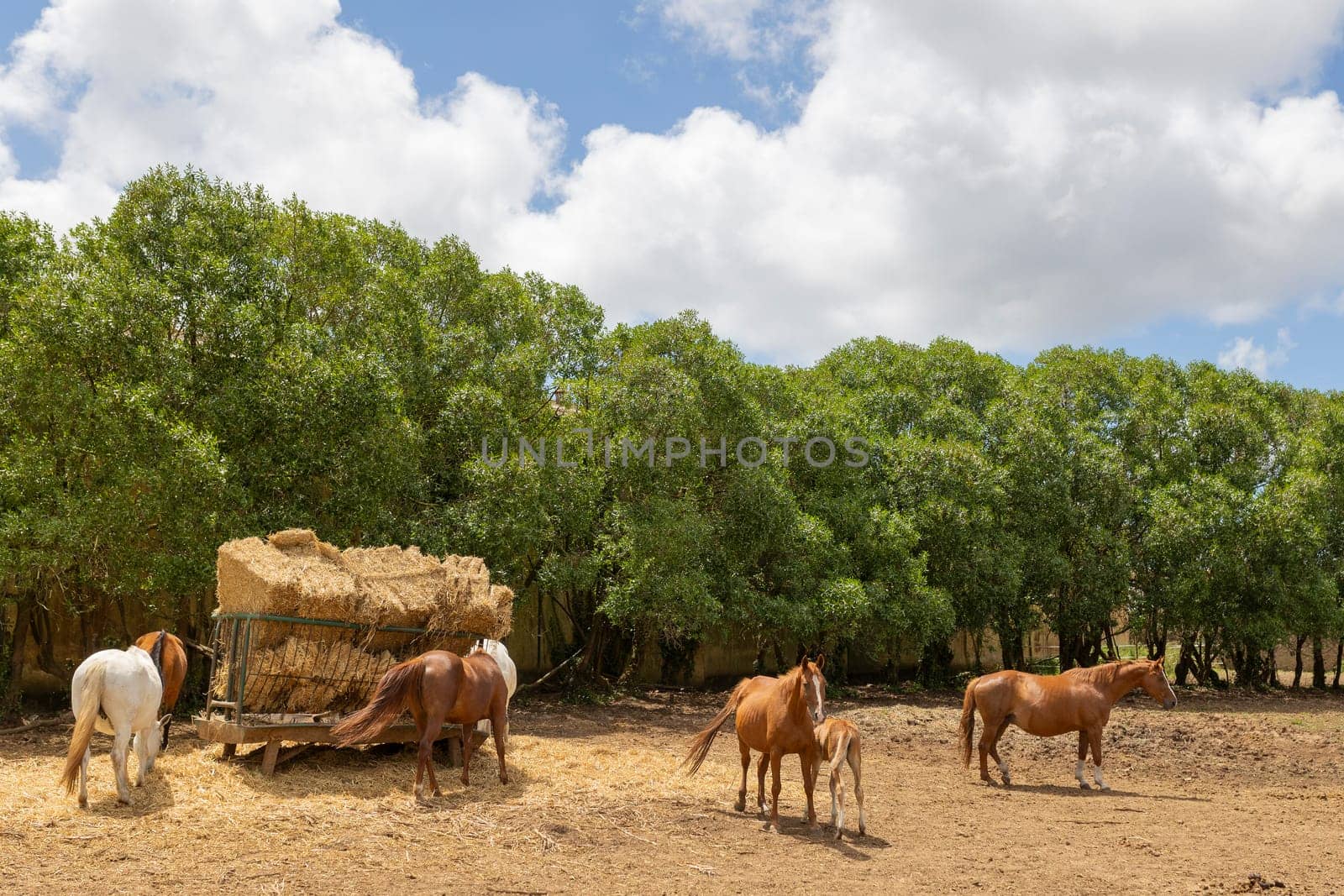 A group of horses are grazing in a field with a hay feeder in the background. The scene is peaceful and calm, with the horses enjoying their meal and the surrounding greenery