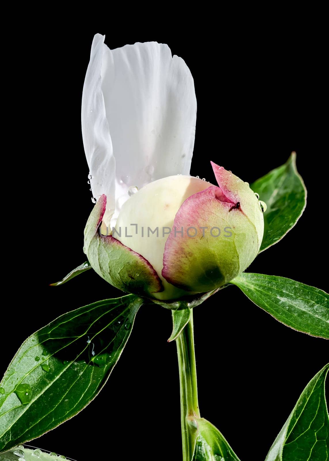 Beautiful Blooming white peony festiva maxima on a black background. Flower head close-up.