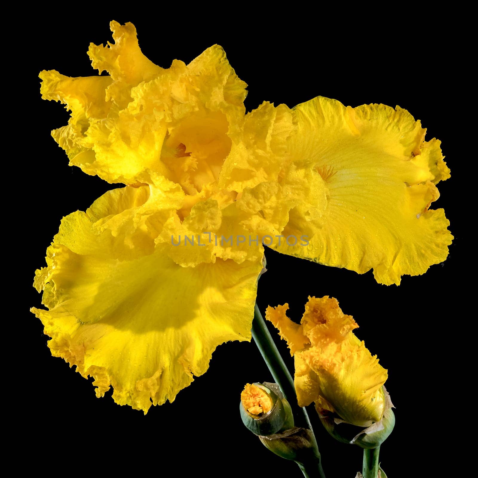 Blooming yellow iris on a black background by Multipedia