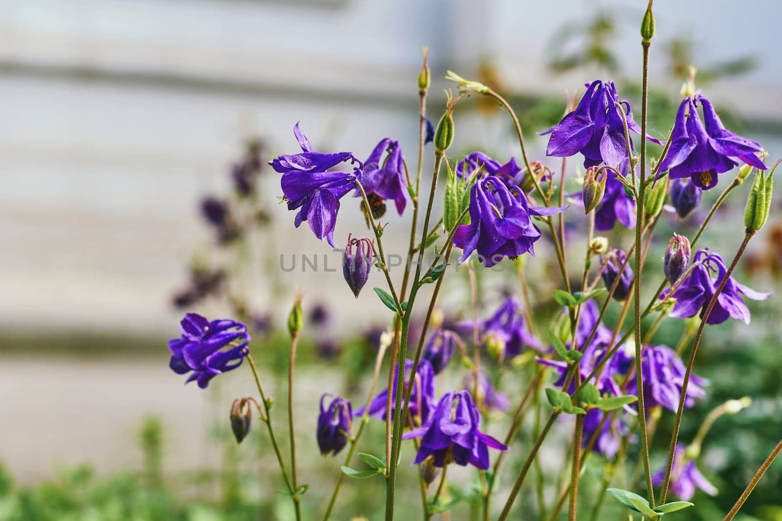 Gardening, landscaping. Mental health.Cute forest purple flowers bells by jovani68