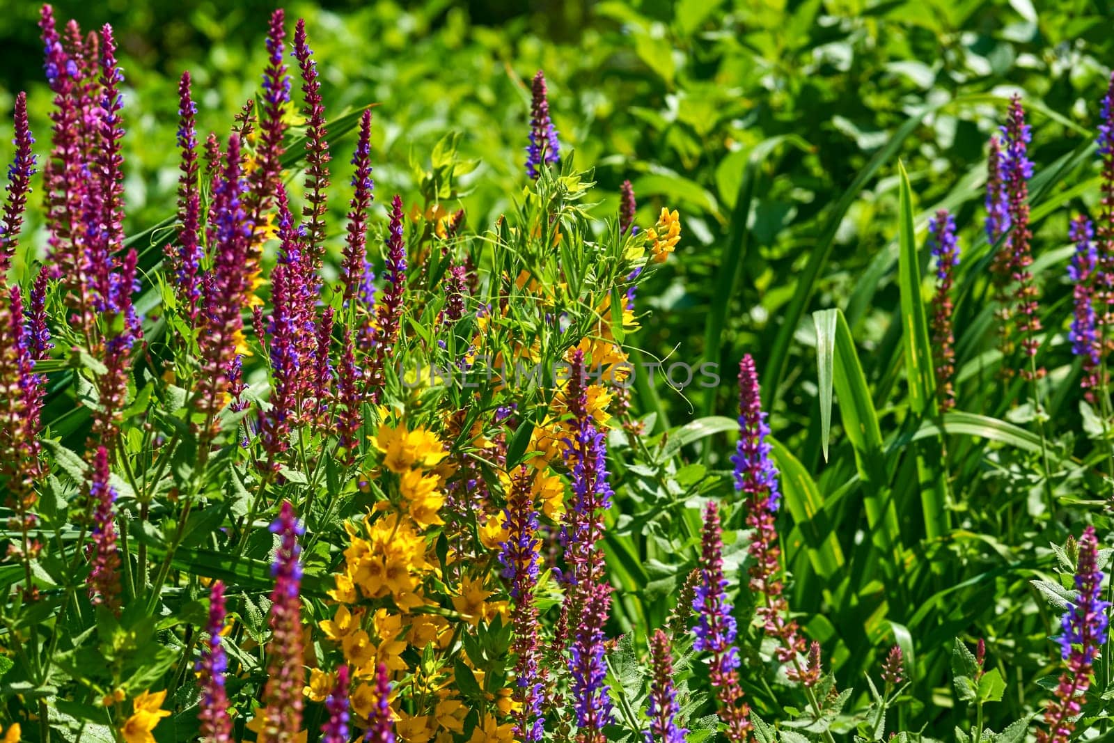 Gardening, landscaping, relax.Pink magenta sage salvia flowers. meadow by jovani68