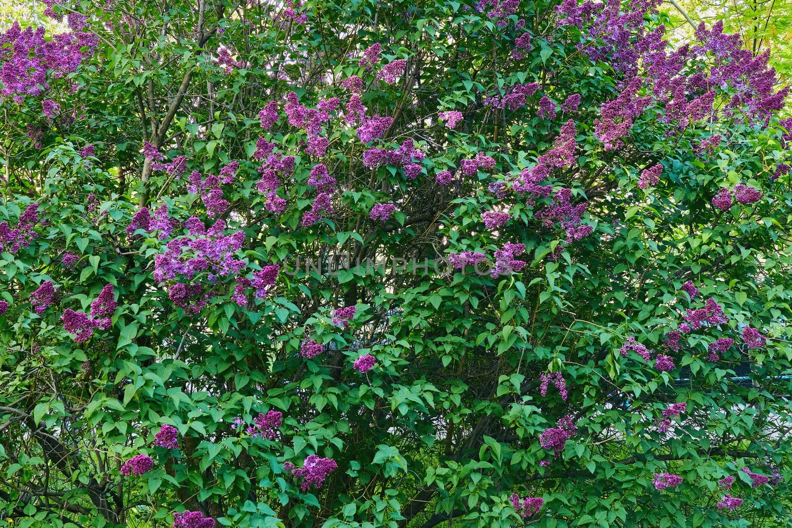 Spring lilac bush, freshness and pleasantness by jovani68