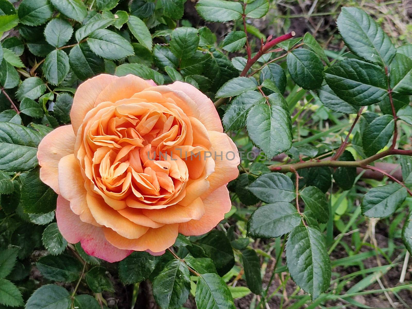 delicate blooming tea rose in the garden.