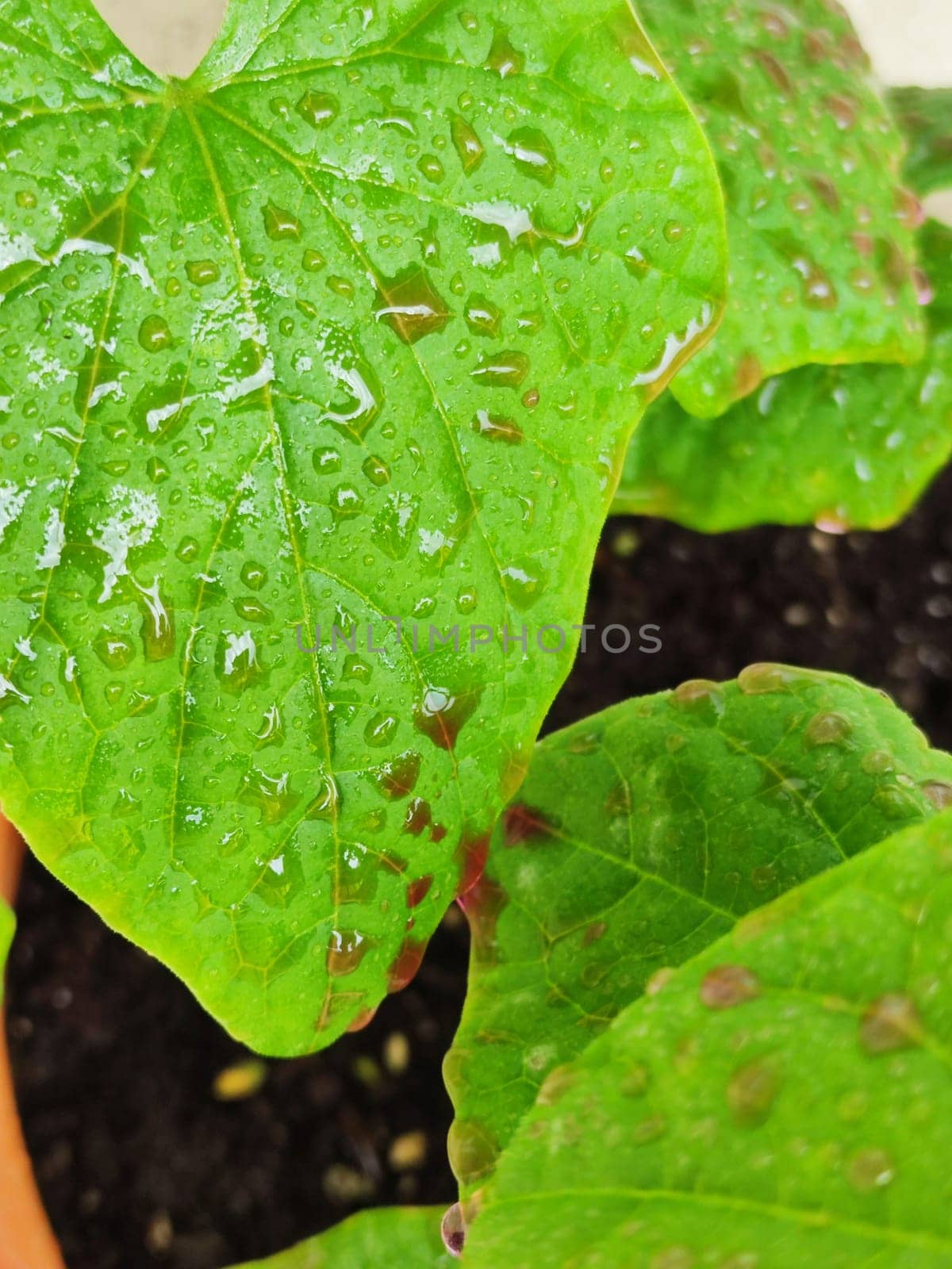 solution of potassium permanganate on cucumber leaves close-up, prevention and treatment of fungal diseases of cucumber seedlings.