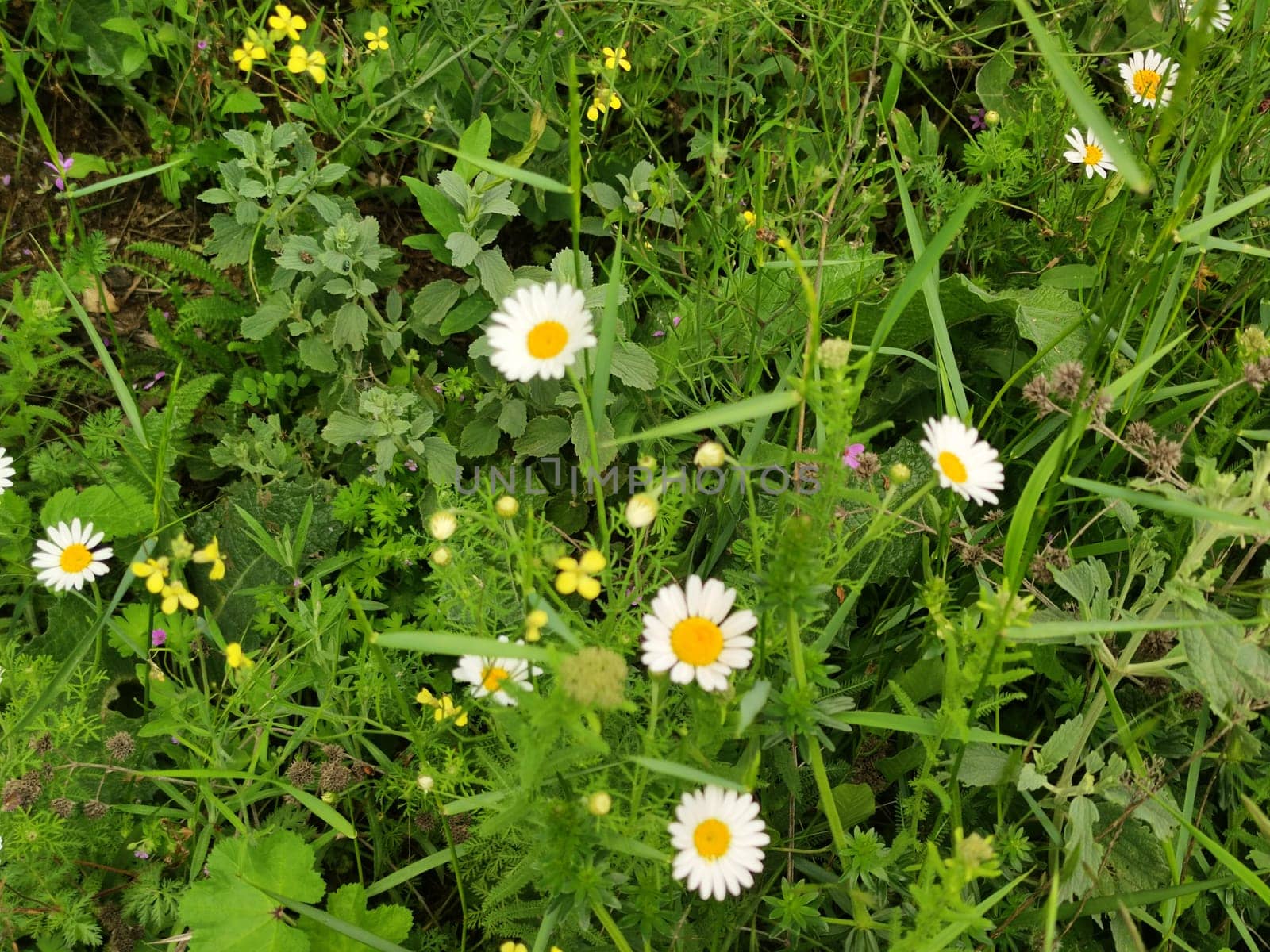 blooming white daisies in green grass.