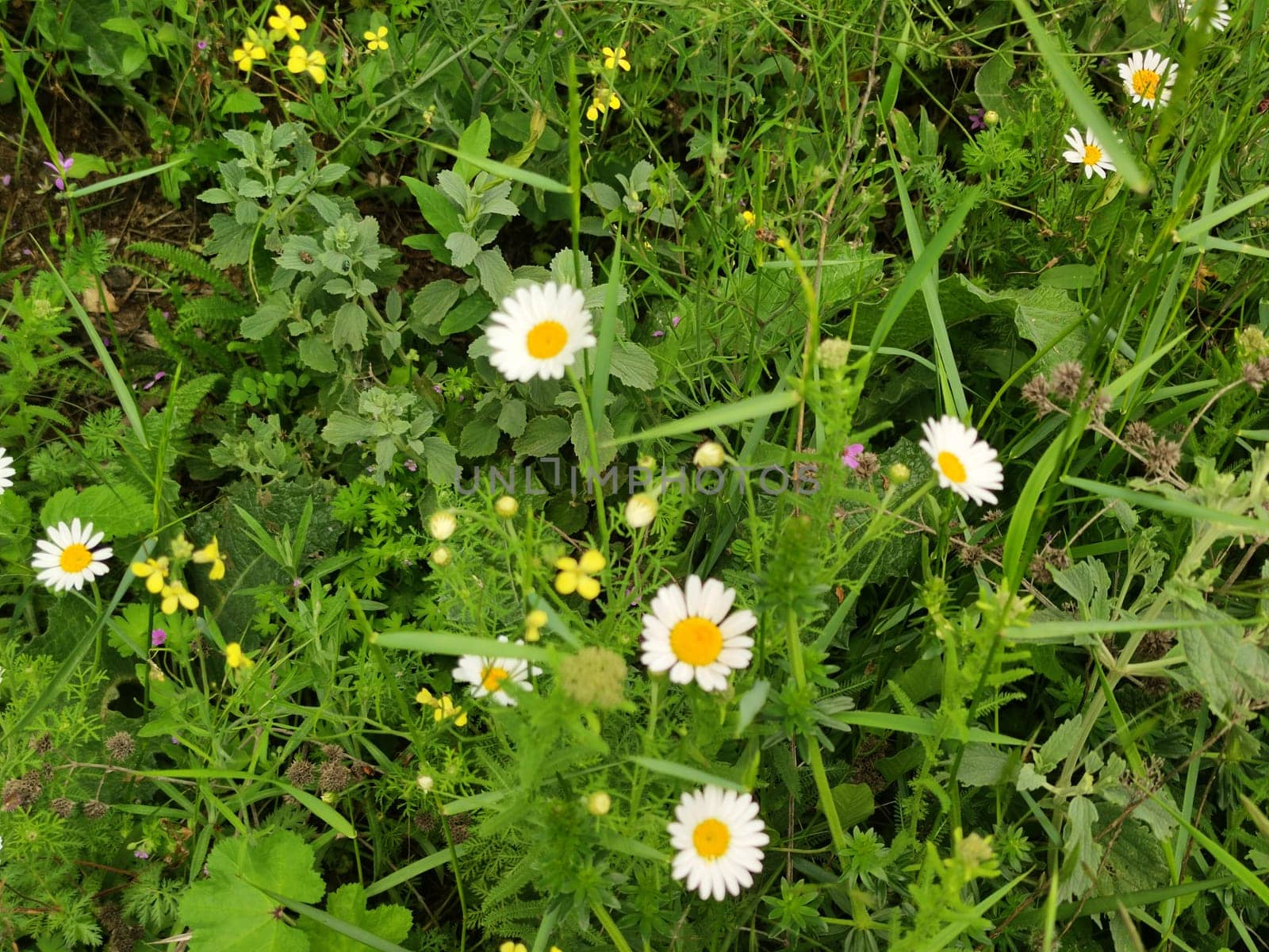 blooming white daisies in green grass.