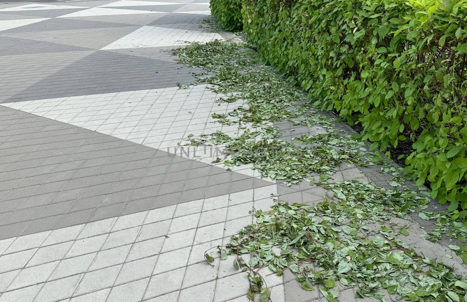 a trimmed hedge with leaves left in a circle on the pavement . High quality photo