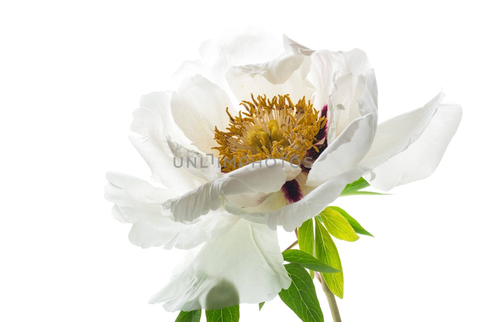 White tree peony flower, isolated on white background .