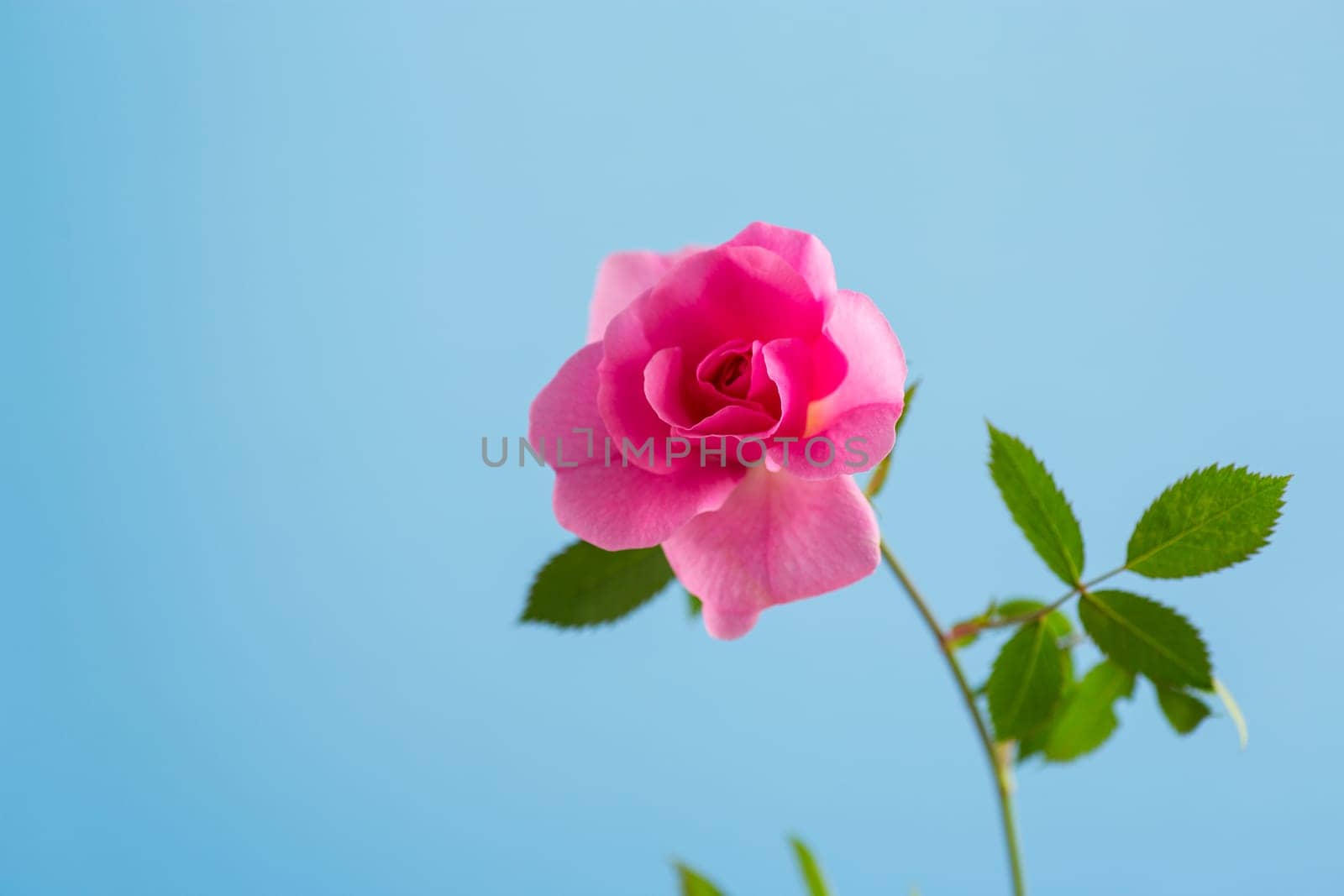 Beautiful pink rose on a blue background.