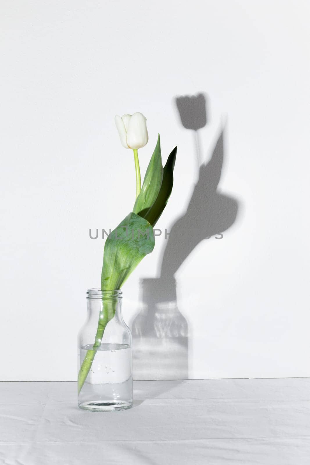 Studio shot of spring white colored spring tulip with shadow in the bottle isolated on white background