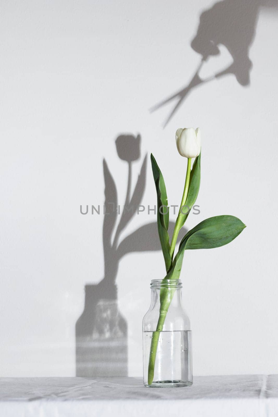 Spring white colored tulip with scissors on shadow in the bottle isolated on the white background