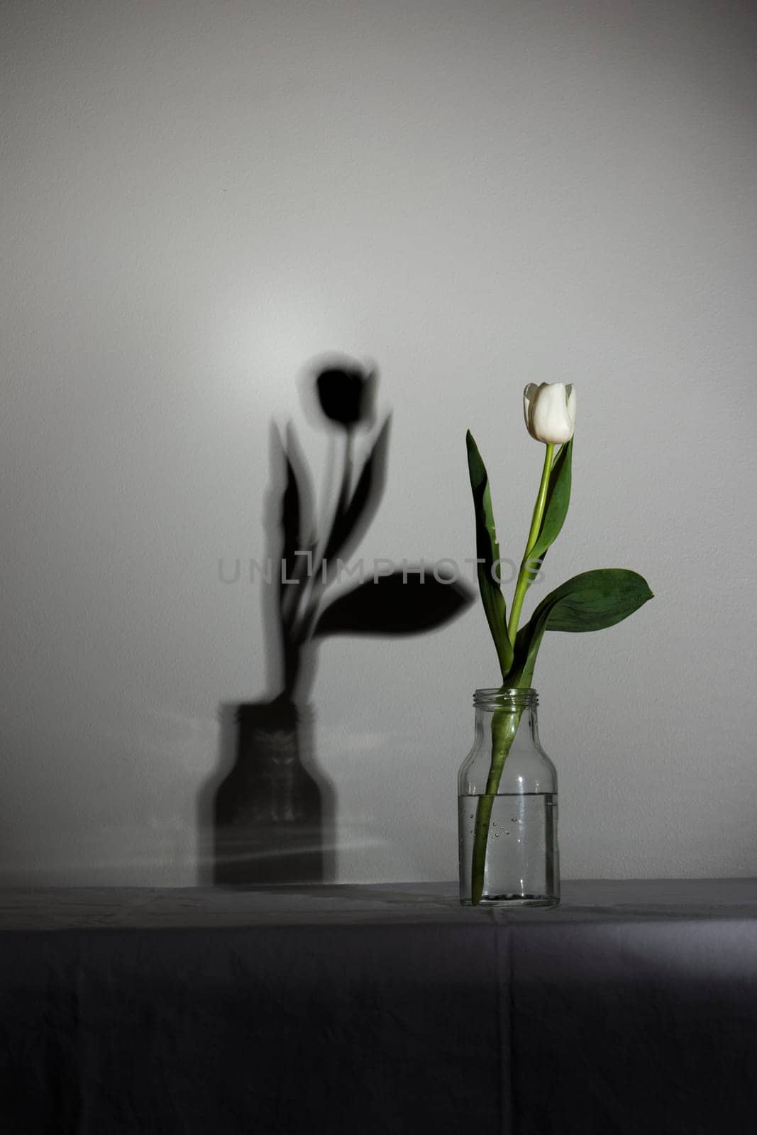Studio shot of spring white colored spring tulip with shadow in the bottle isolated on white background