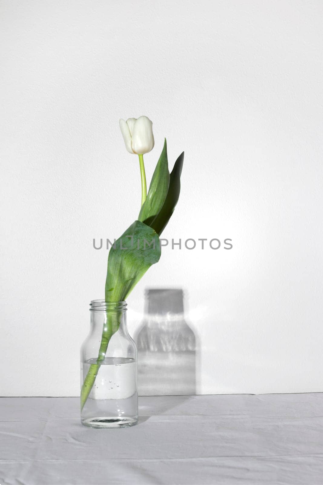 Spring white colored tulip with two in the shadow in the bottle, concept of loneliness, death, mourning and loss