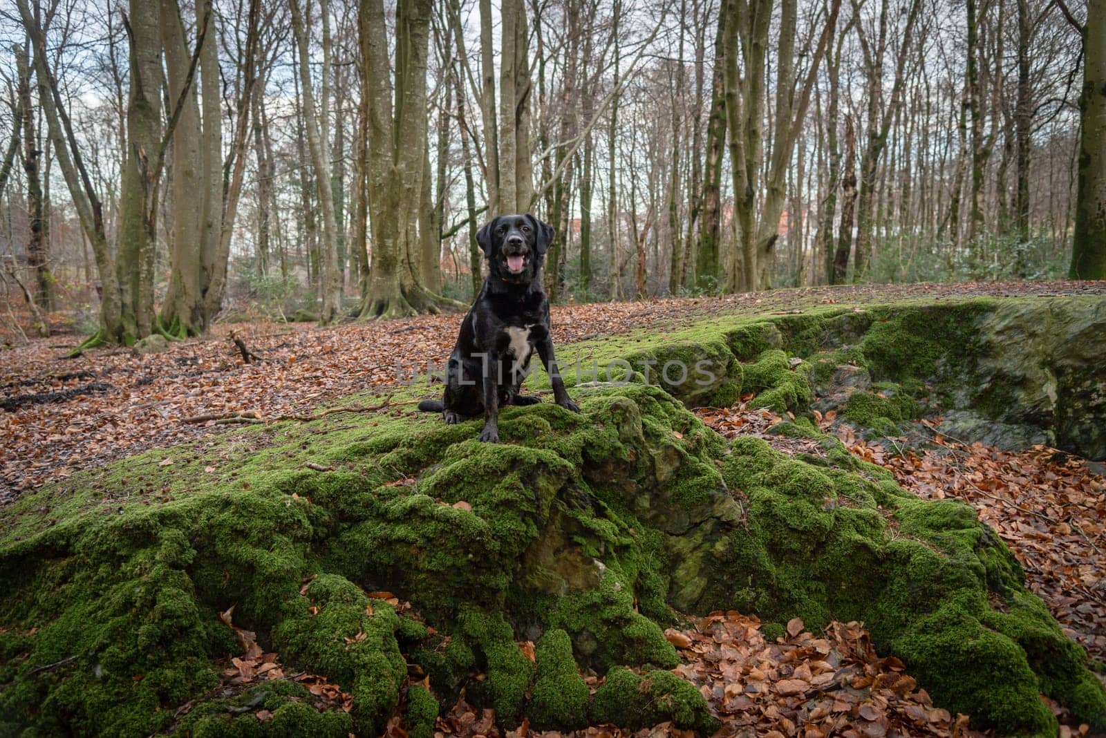 Black Dog Sitting on Mossy Rock in Forest by JavierdelCanto