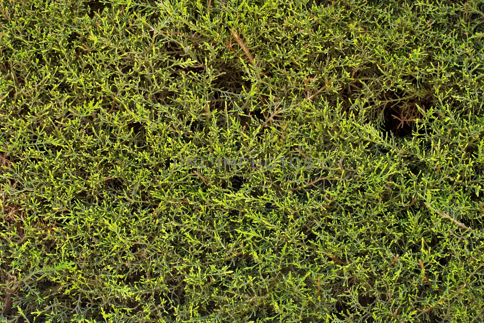 Dense green foliage fills the frame, showcasing lush bushes. The texture of the leaves is evident, providing a vibrant, natural background in bright daylight.