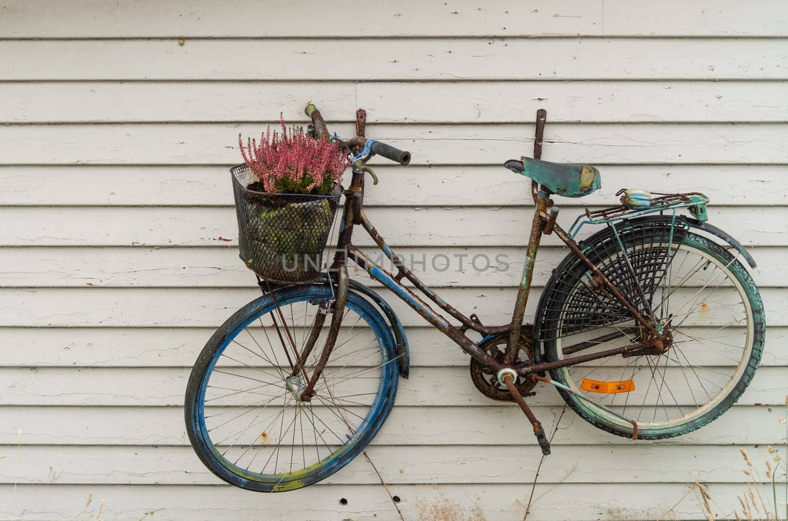 Rusty Bicycle with Flower Basket Against Wooden Wall by JavierdelCanto