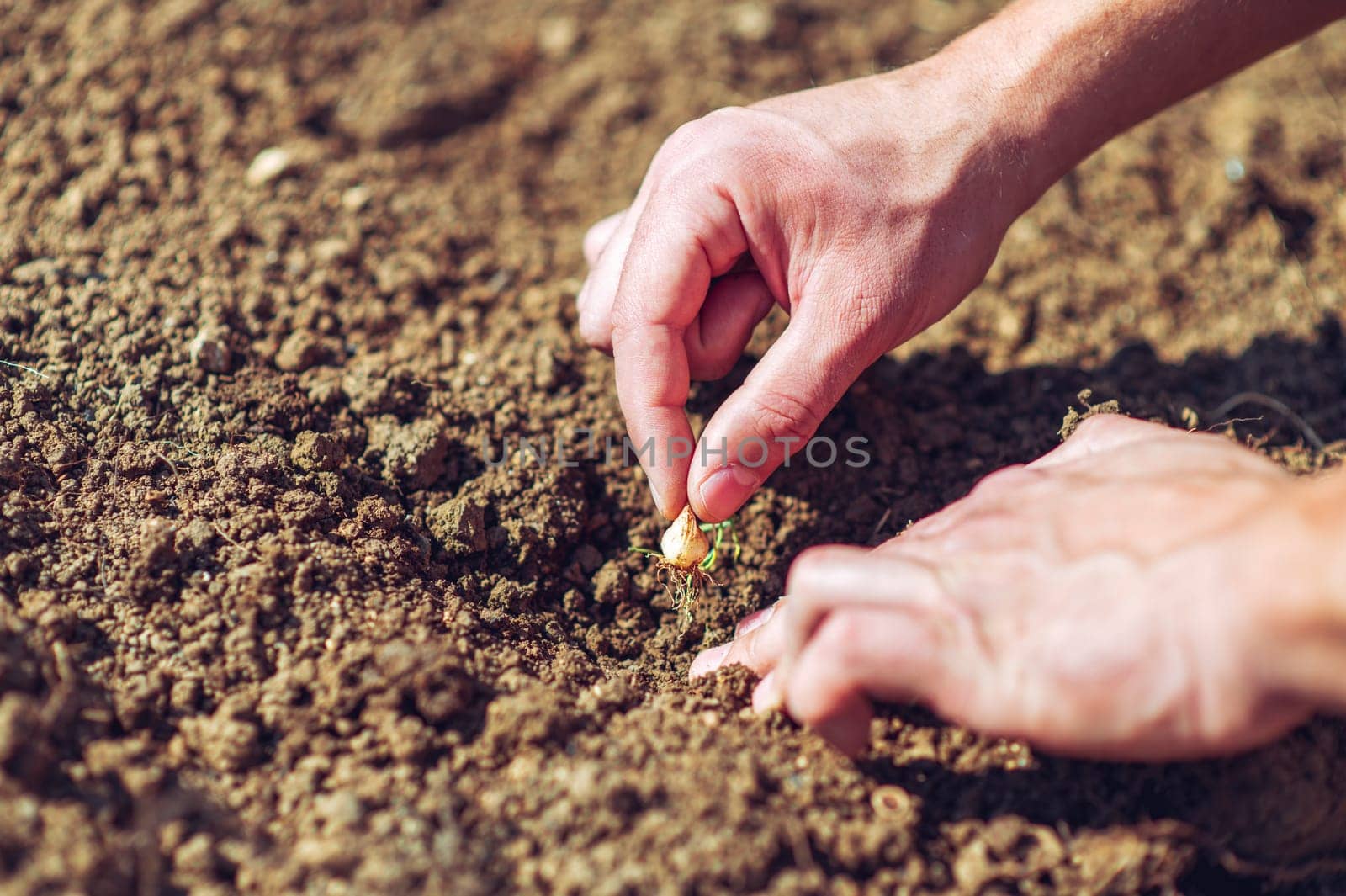 Close up hands Gardener planting and picking vegetable from soil.