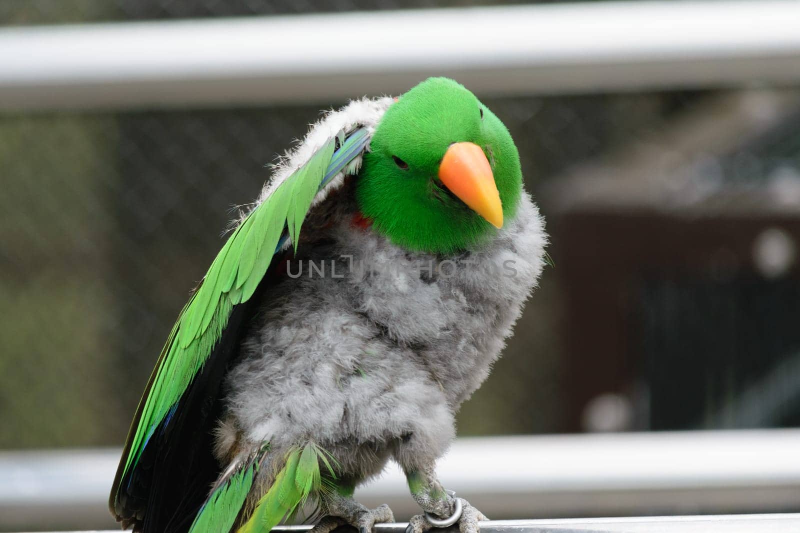 A close-up of a green parrot with an orange beak and fluffy grey feathers, perched on a metal bar.