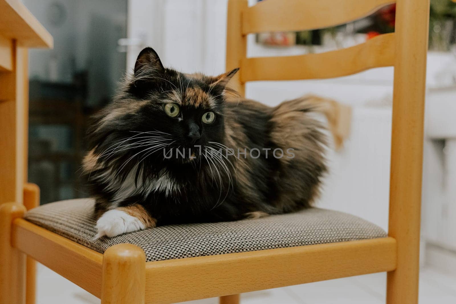 Portrait of one beautiful tricolor purebred cat with long hair and green eyes lying on a chair in the kitchen and looking to the side, close-up side view.