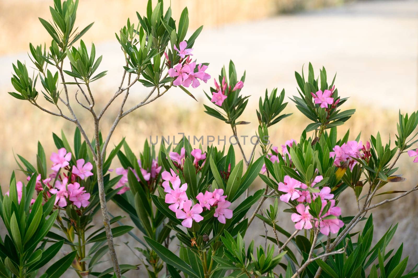 Oleander. Poisonous shrub from roots to flowers. by Mixa74