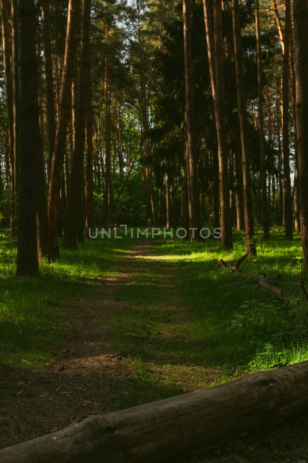 A beautiful spring forest in the sunset. The sun's rays are breaking through the trees. High quality photo