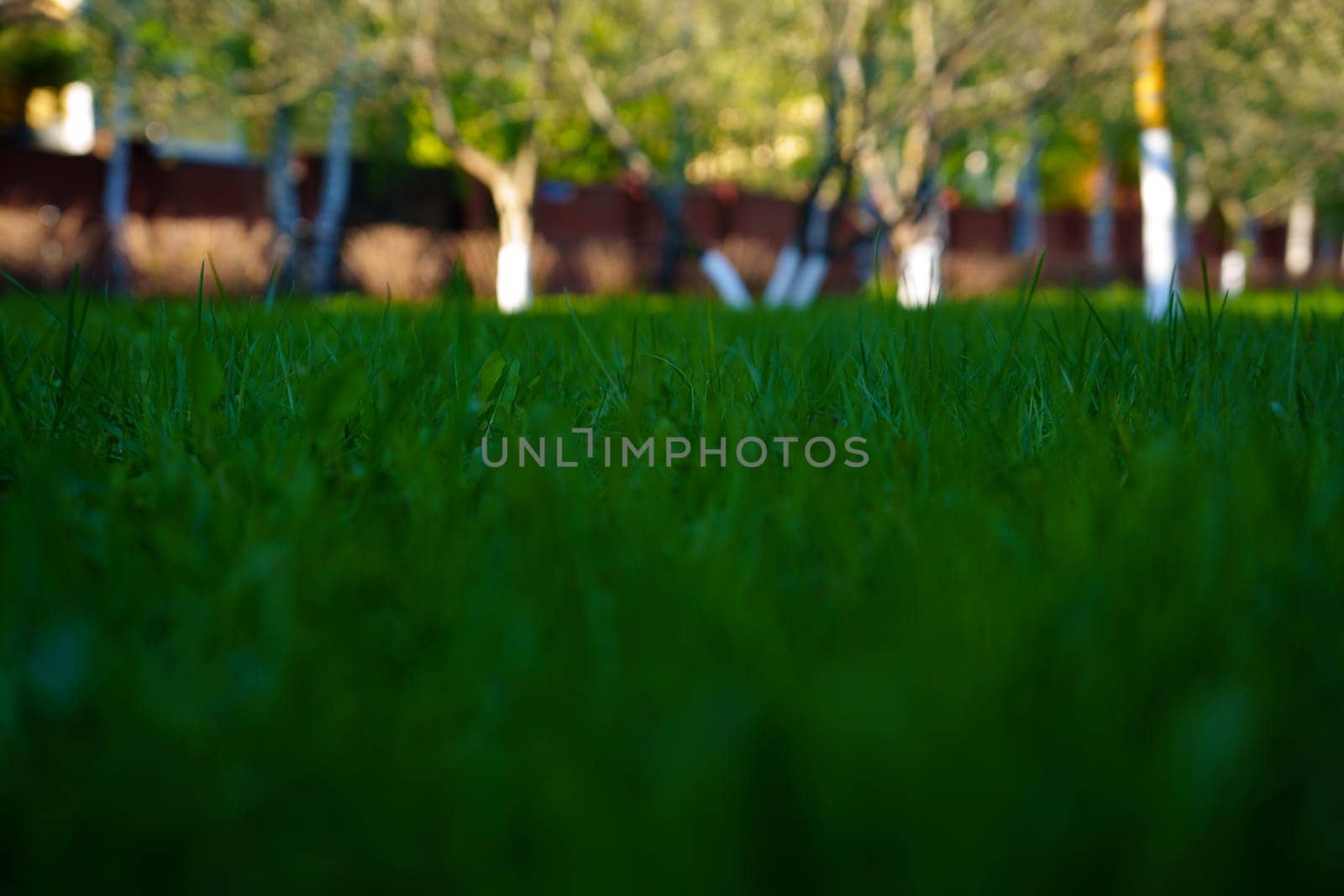 A young spring lawn. High quality photo