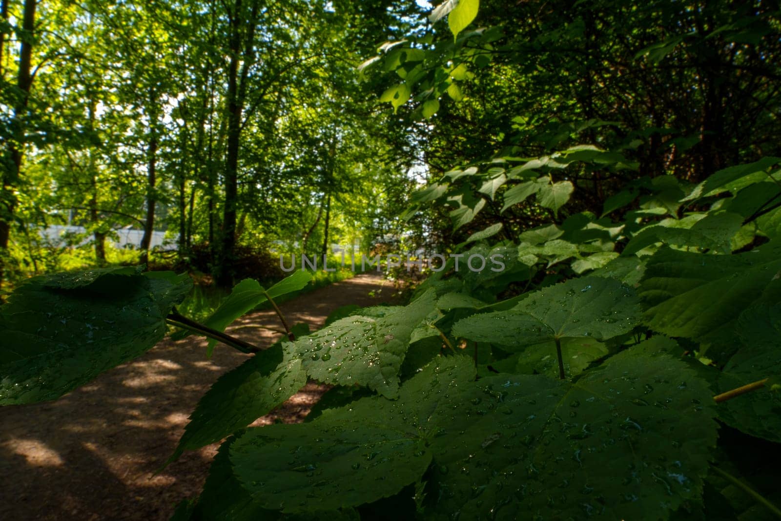 Raindrops on the foliage in the park. High quality photo