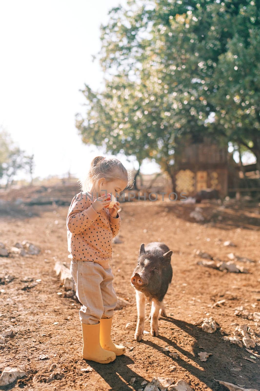 Fluffy little pig looks at a little girl gnawing an apple on a farm. High quality photo