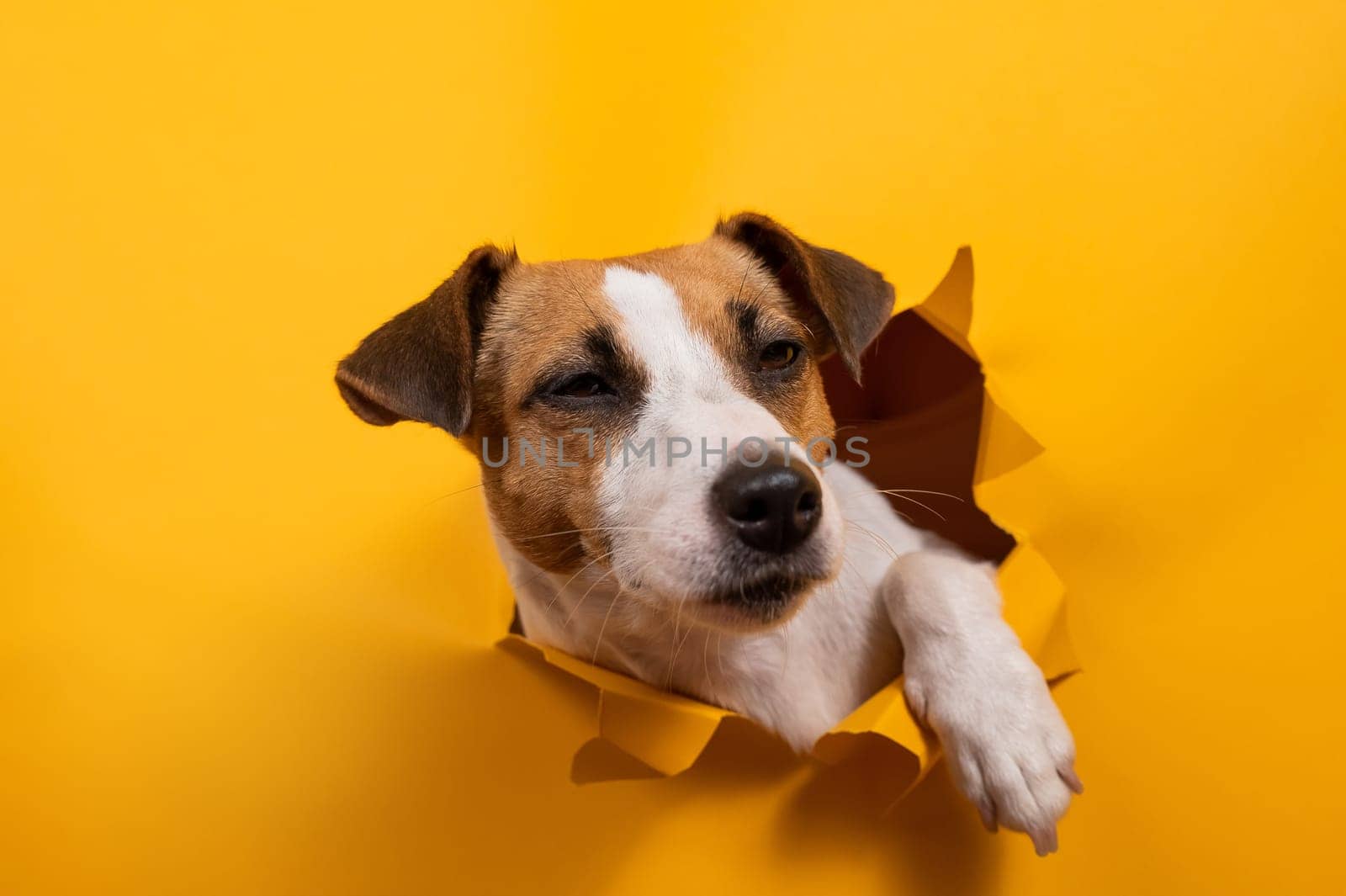 Funny jack russell terrier comes out of a paper orange background tearing it