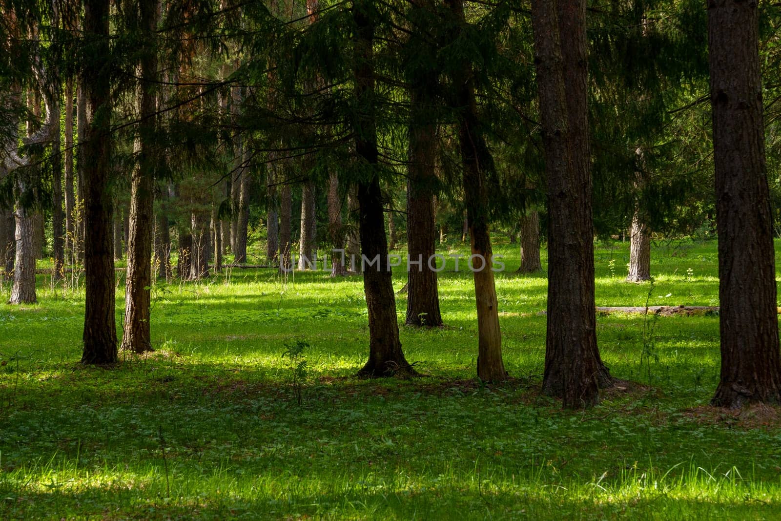 A beautiful spring forest in the sunset. The sun's rays are breaking through the trees. High quality photo