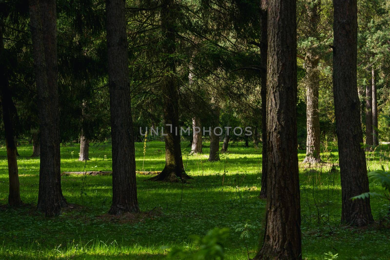 A beautiful spring forest in the sunset. The sun's rays are breaking through the trees. High quality photo