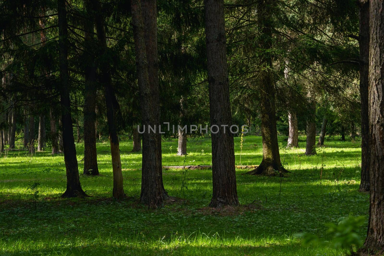 A beautiful spring forest in the sunset. The sun's rays are breaking through the trees. High quality photo