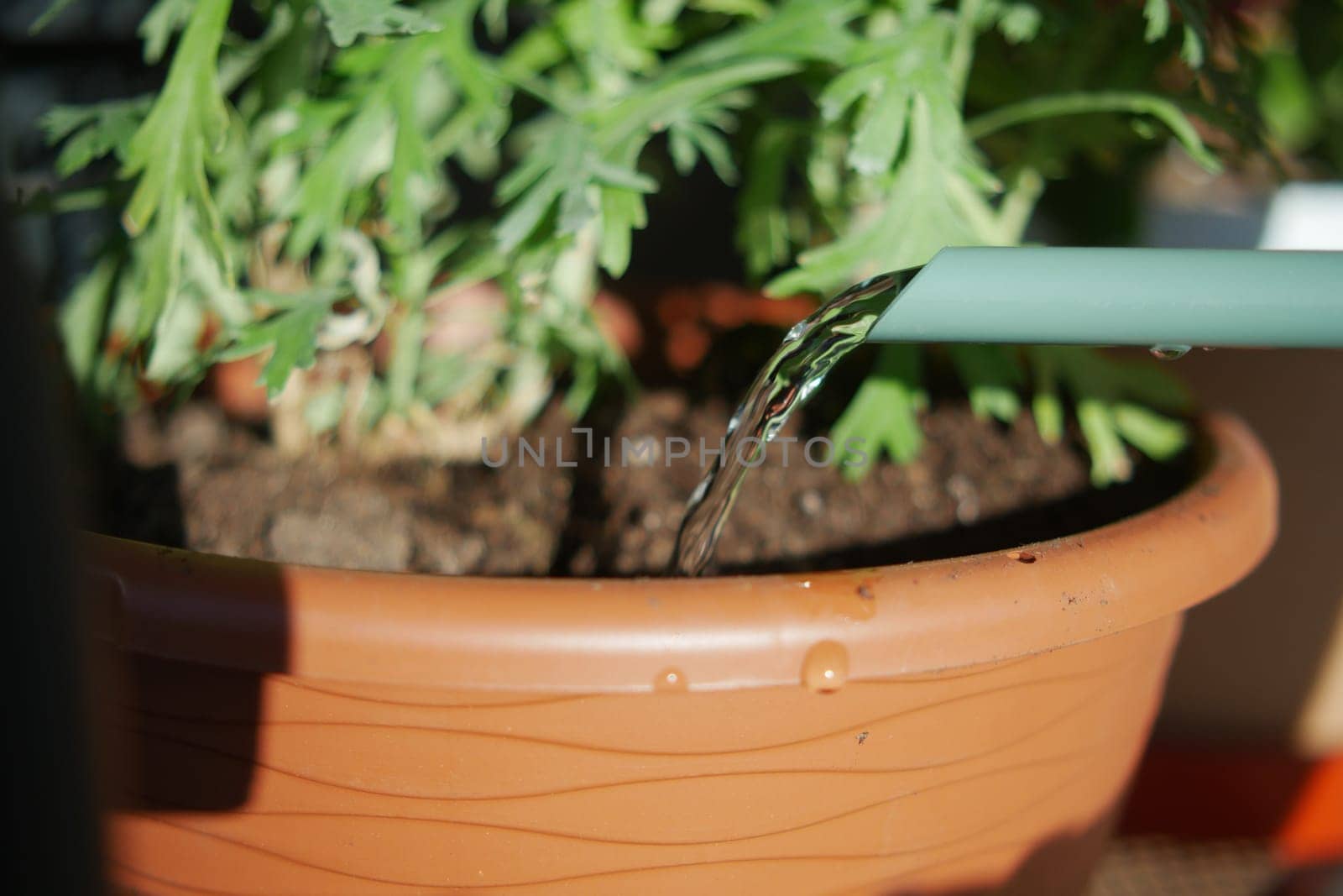 pouring water from watering can. Slow motion