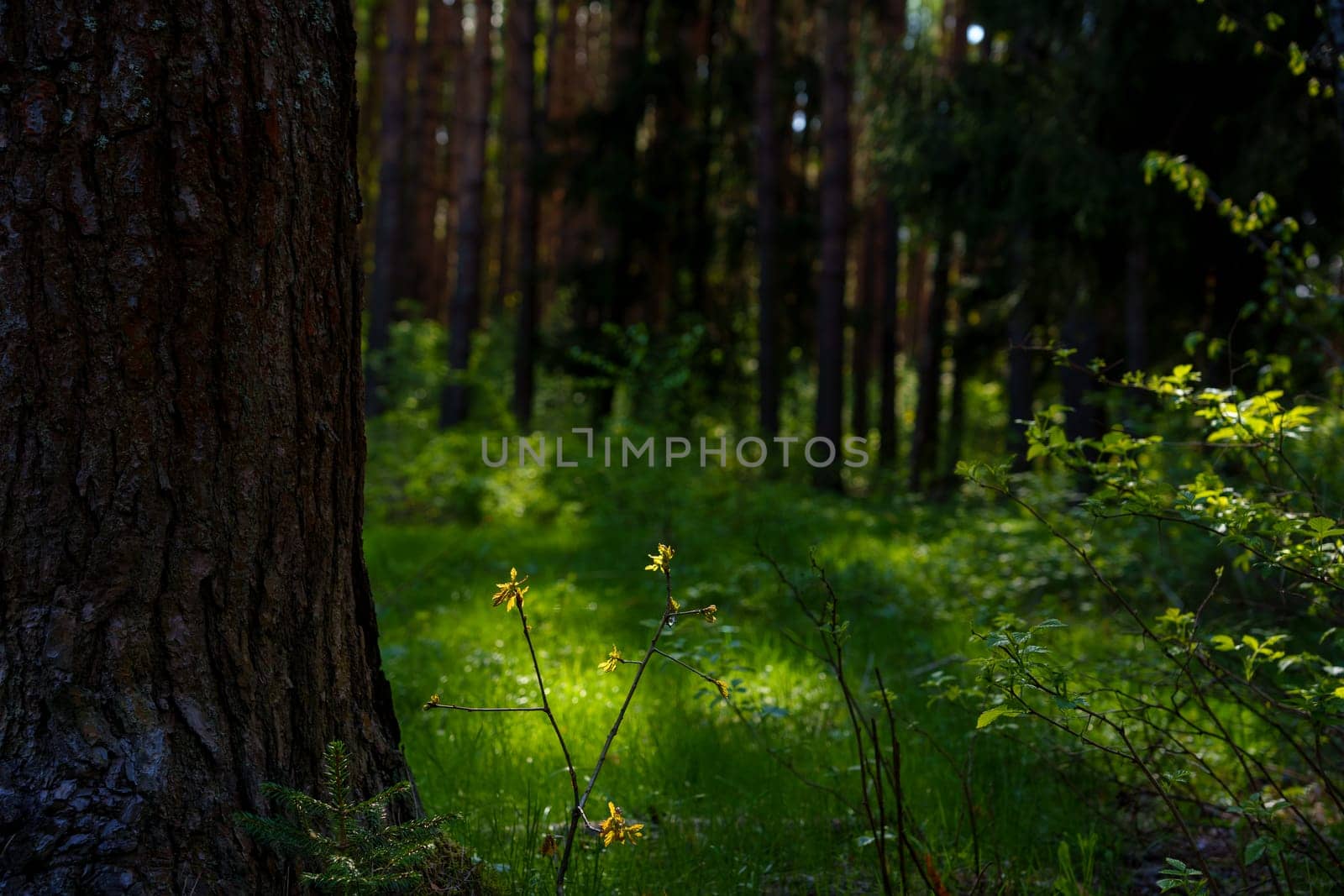 A beautiful spring forest in the sunset. The sun's rays are breaking through the trees. High quality photo