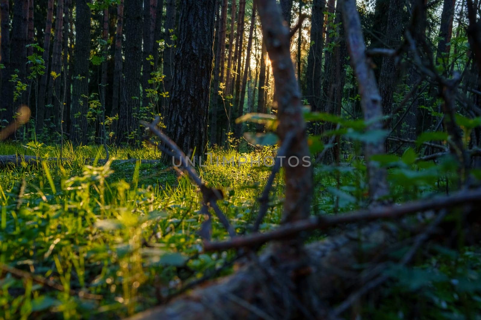 A beautiful spring forest in the sunset. The sun's rays are breaking through the trees. High quality photo