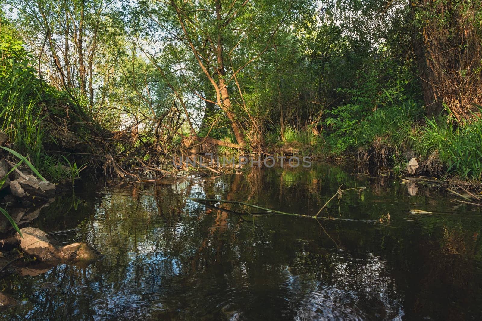 A small river in the forest. High quality photo