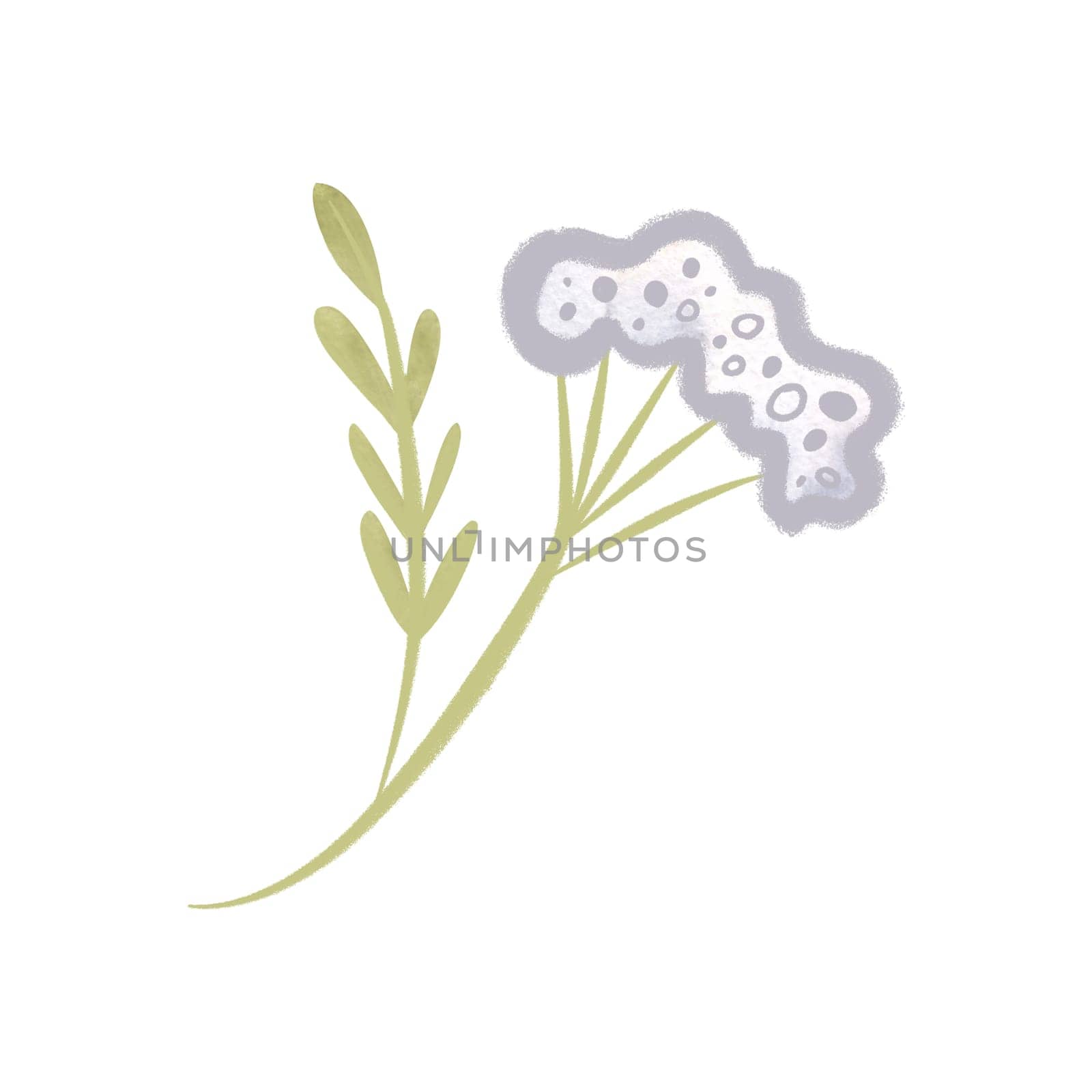 Twig, leaf and flower of white oregano. The leaf is dusty green. Clipart. Isolated watercolor illustration on a white background for menu design, herbal tea packaging and cosmetics