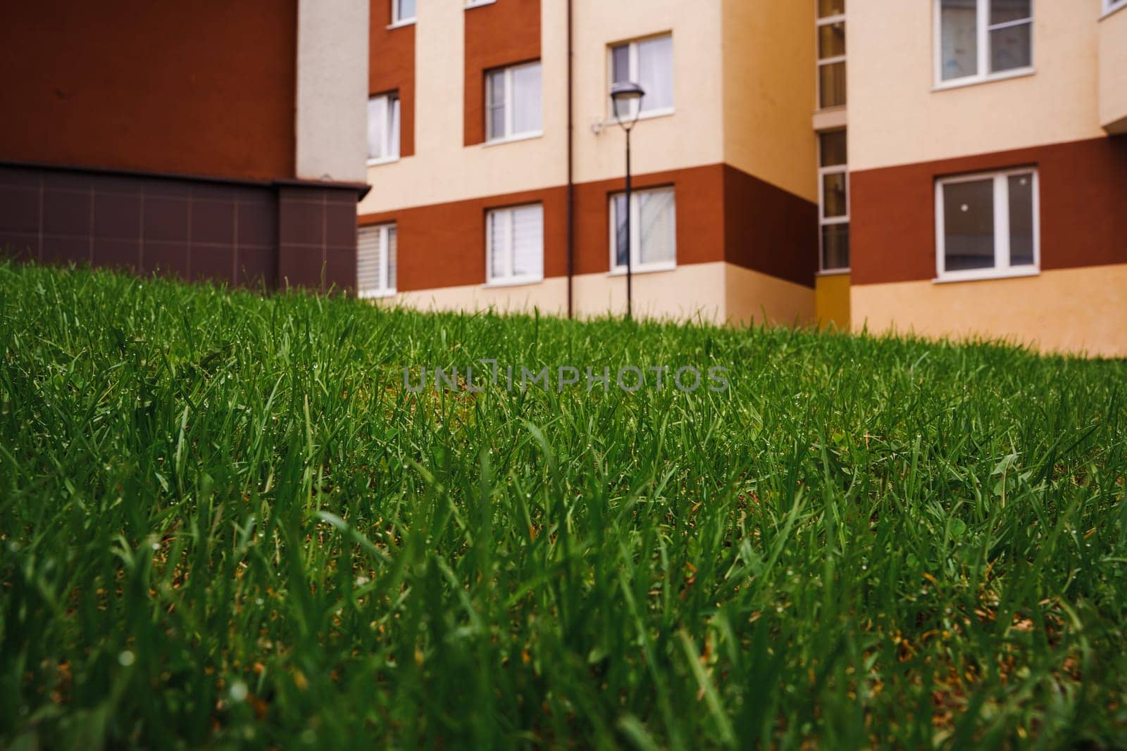 A young spring lawn. High quality photo