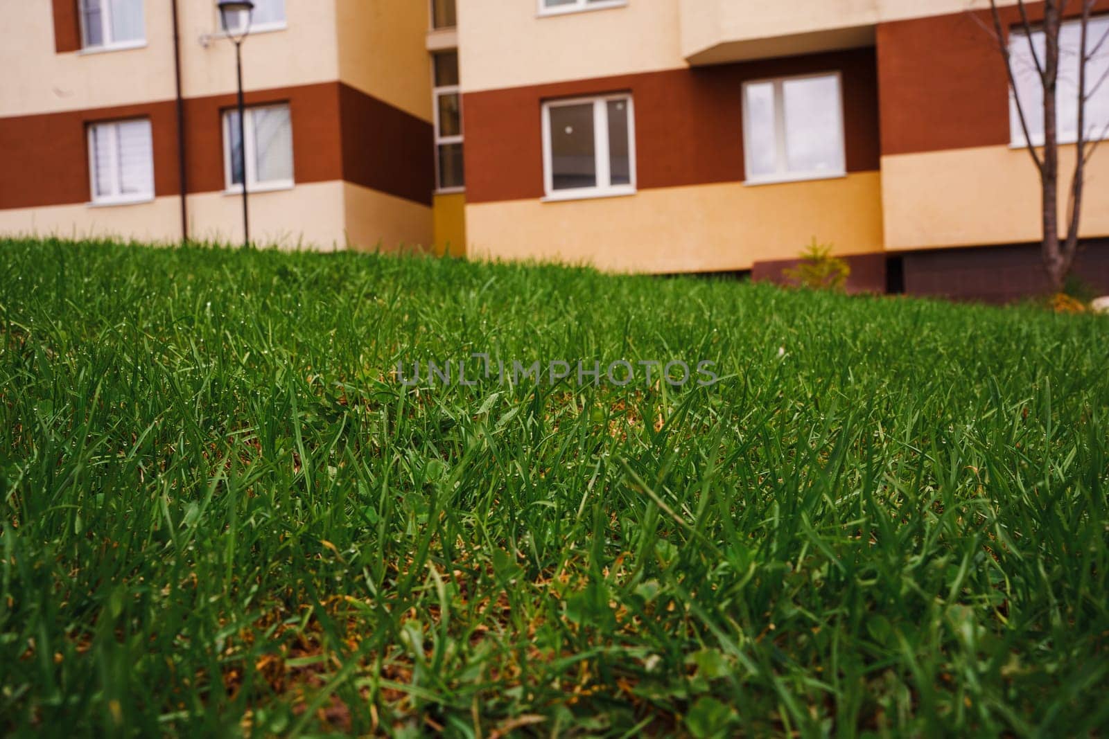 A young spring lawn. High quality photo