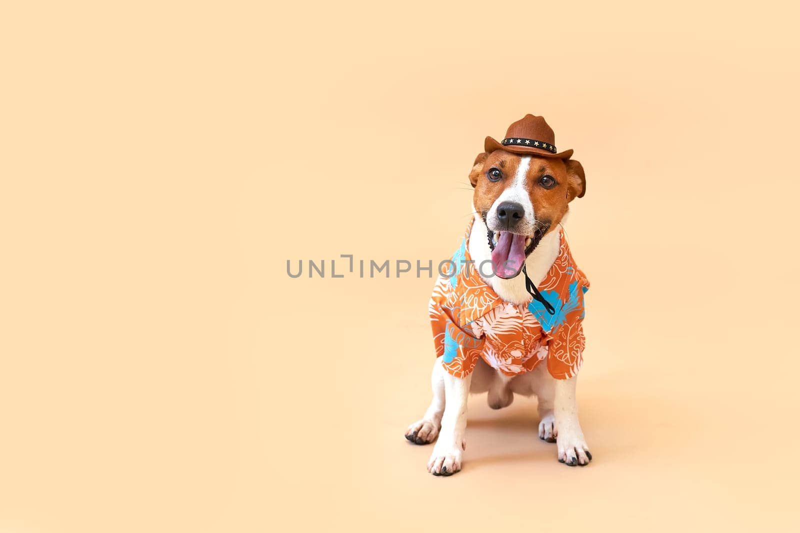 Cute and funny dog of the Jack Russell terrier breed in a cowboy hat and Hawaiian shirt on a sand-colored background. Travel preparation and planning. Close-up, indoors. Studio shot. Concept of recreation, travel and tourism. Pets care