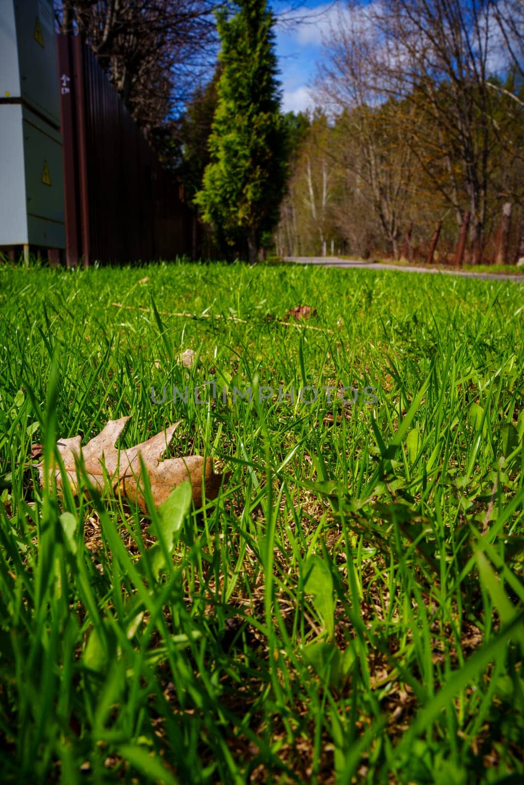 A young spring lawn. High quality photo